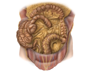 Anatomie Colon descendens und Colon sigmoideum