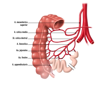 Blutversorgung und Lymphabfluss