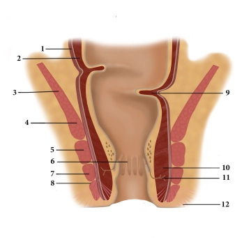 Mastdarm (Rectum) und Afterkanal (Canalis analis)