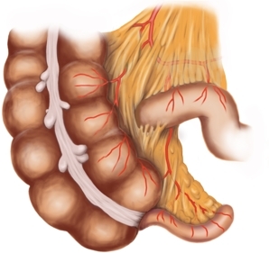 Chirurgisch relevante Anatomie