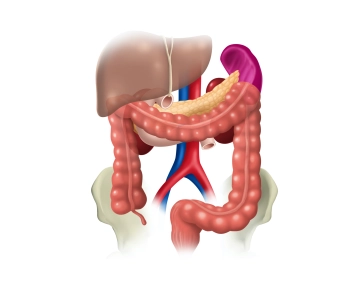 Topographische Beziehungen  