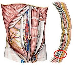 Chirurgische Anatomie der vorderen Bauchwand