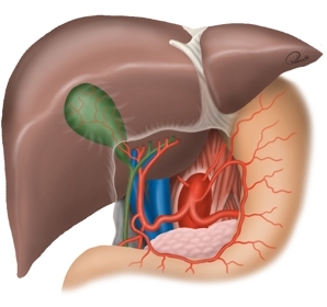 Leber und Gallenwege