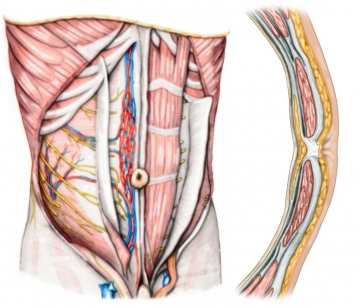 Chirurgische Anatomie der Bauchwand