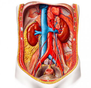 Aorta abdominalis