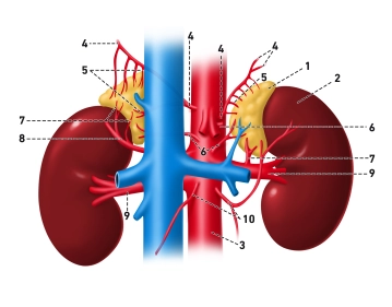 Anatomie Adrenalektomie links laparoskopisch
