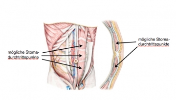 Anatomie der vorderen Bauchwand