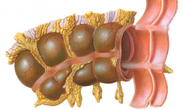 Colon transversum