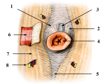 Spezielle Anatomie der Nabelregion