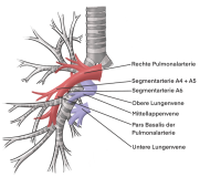 Anatomie Uniportale VATSLobektomie Unterlappen rechts