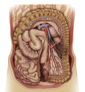 507 Gefäßanatomie